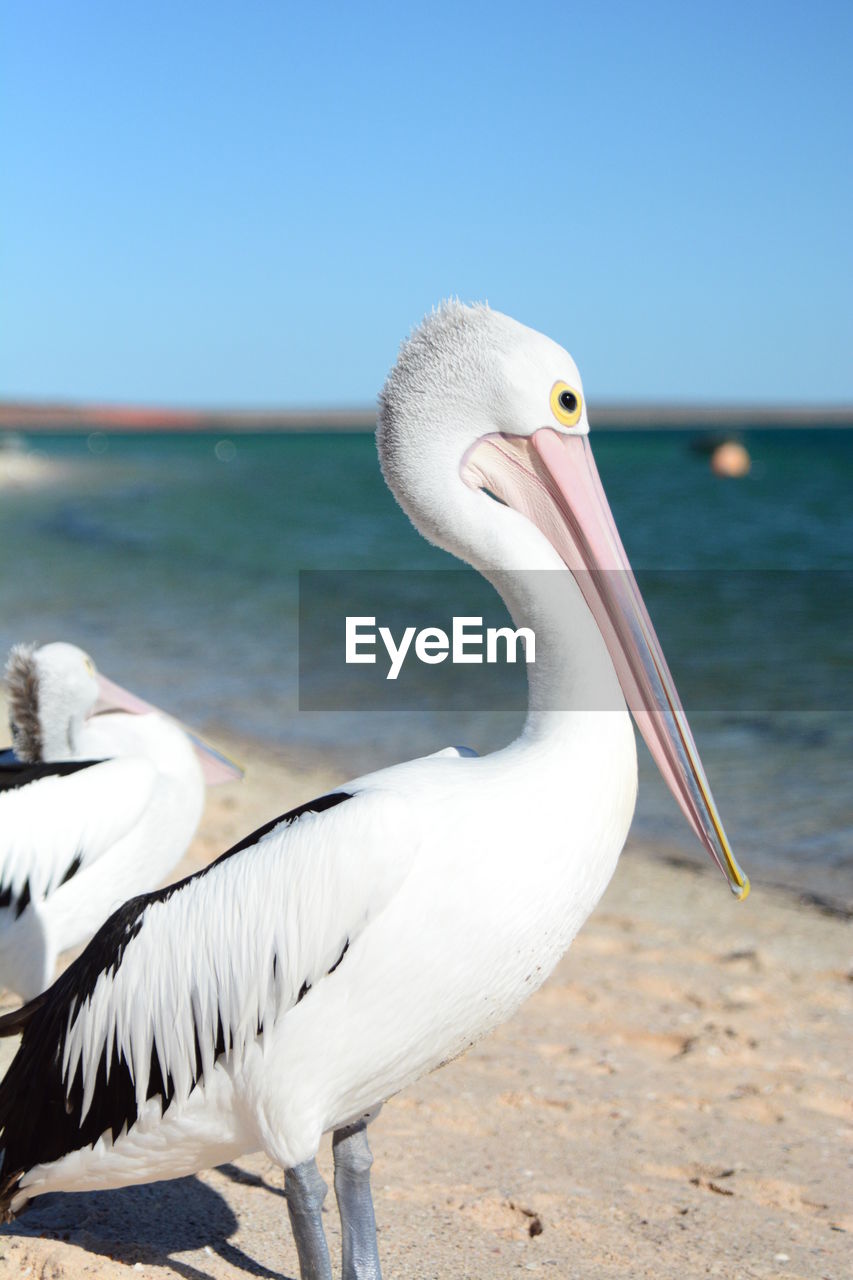 Pelican in monkey mia beach. shark bay. western australia