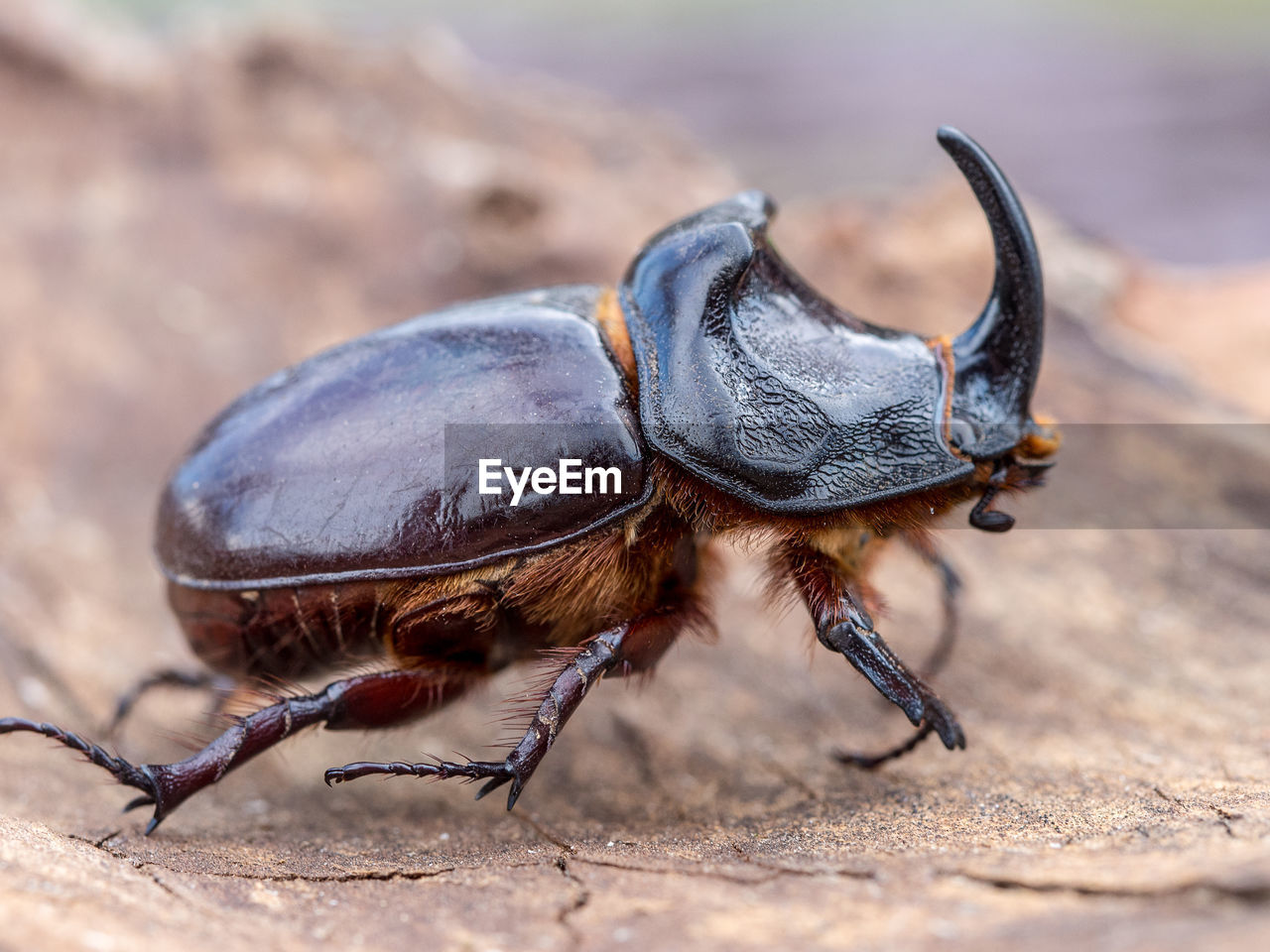 Close-up of rhino beetle
