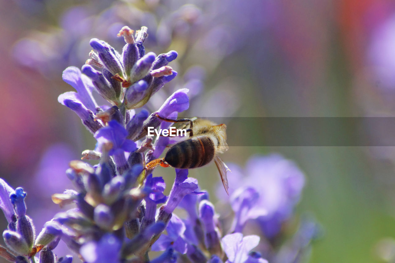 CLOSE-UP OF BEE POLLINATING ON PURPLE FLOWERING PLANT