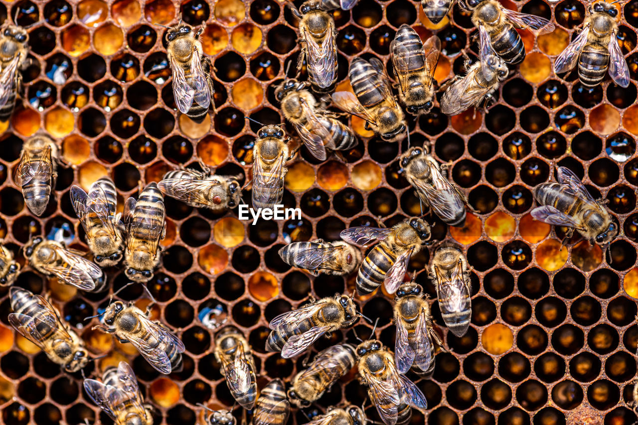 bee, honey bee, insect, beehive, apiculture, honeycomb, pattern, animal, animal themes, wildlife, animal wildlife, no people, pollen, hexagon, full frame, beauty in nature, backgrounds, close-up, large group of animals, group of animals, honey, nature, shape, abundance