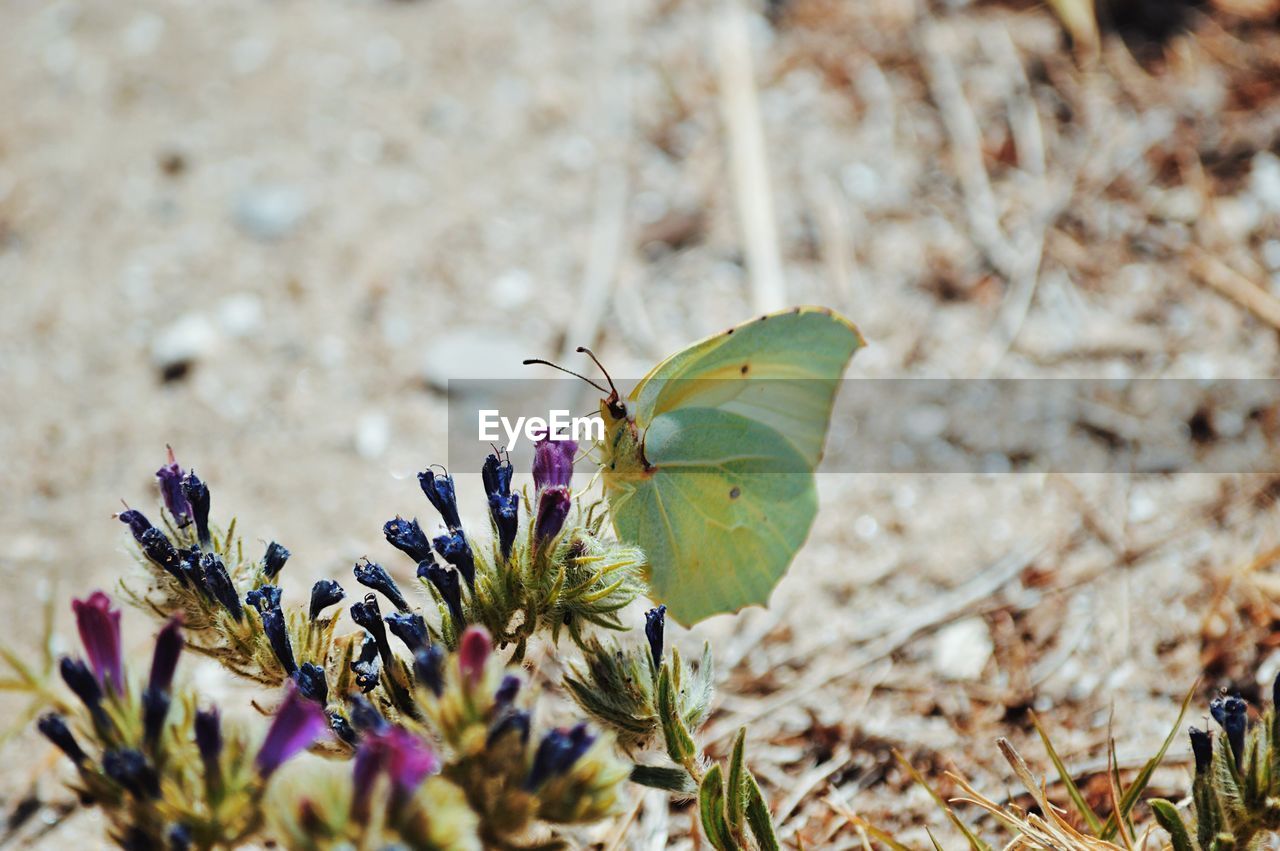 View of butterfly pollinating on flower