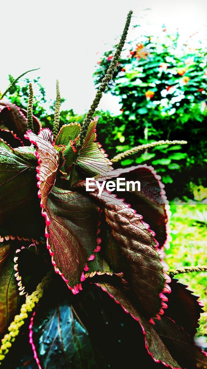 CLOSE-UP OF SNAKE ON BRANCH