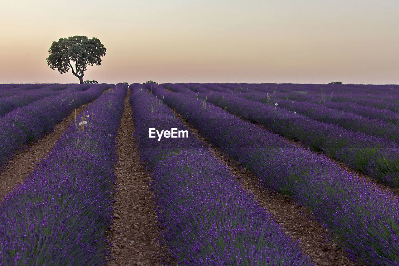 Scenic view of lavender field against sky