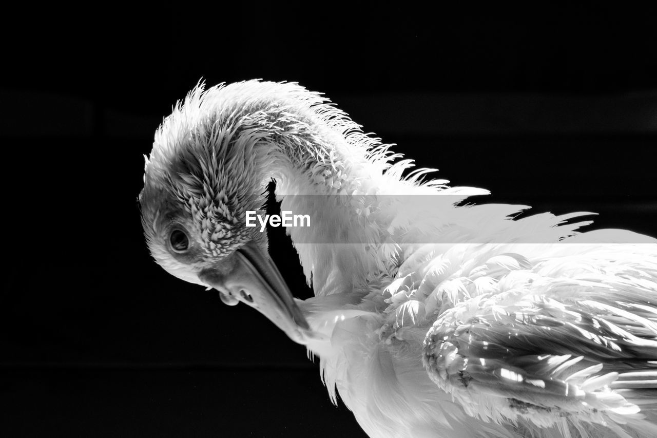 White duck standing close to the camera, domesticated wild animal, with sharp lighting and details