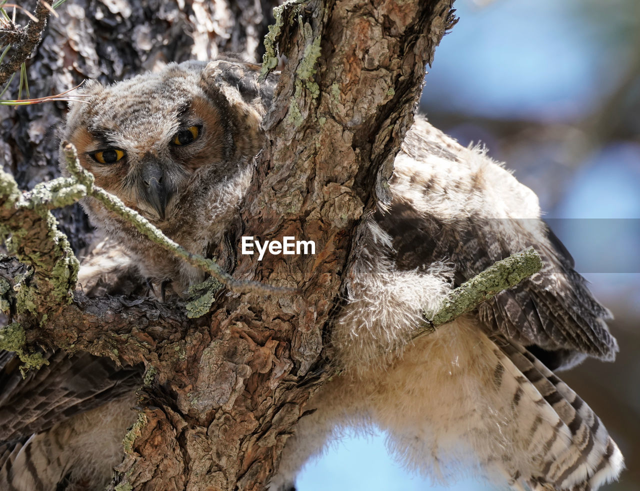 CLOSE-UP OF AN ANIMAL