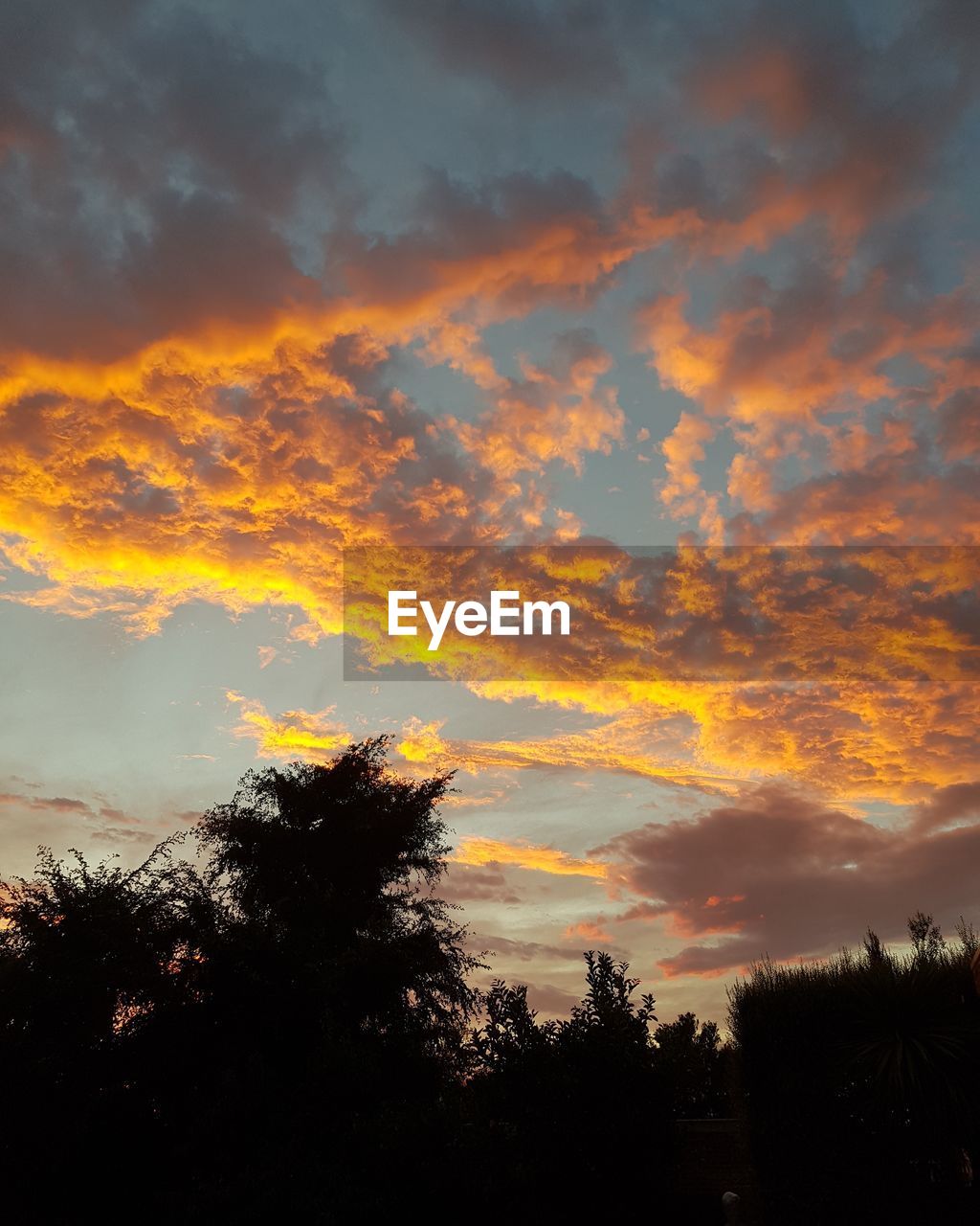 LOW ANGLE VIEW OF SILHOUETTE TREES AGAINST SKY DURING SUNSET