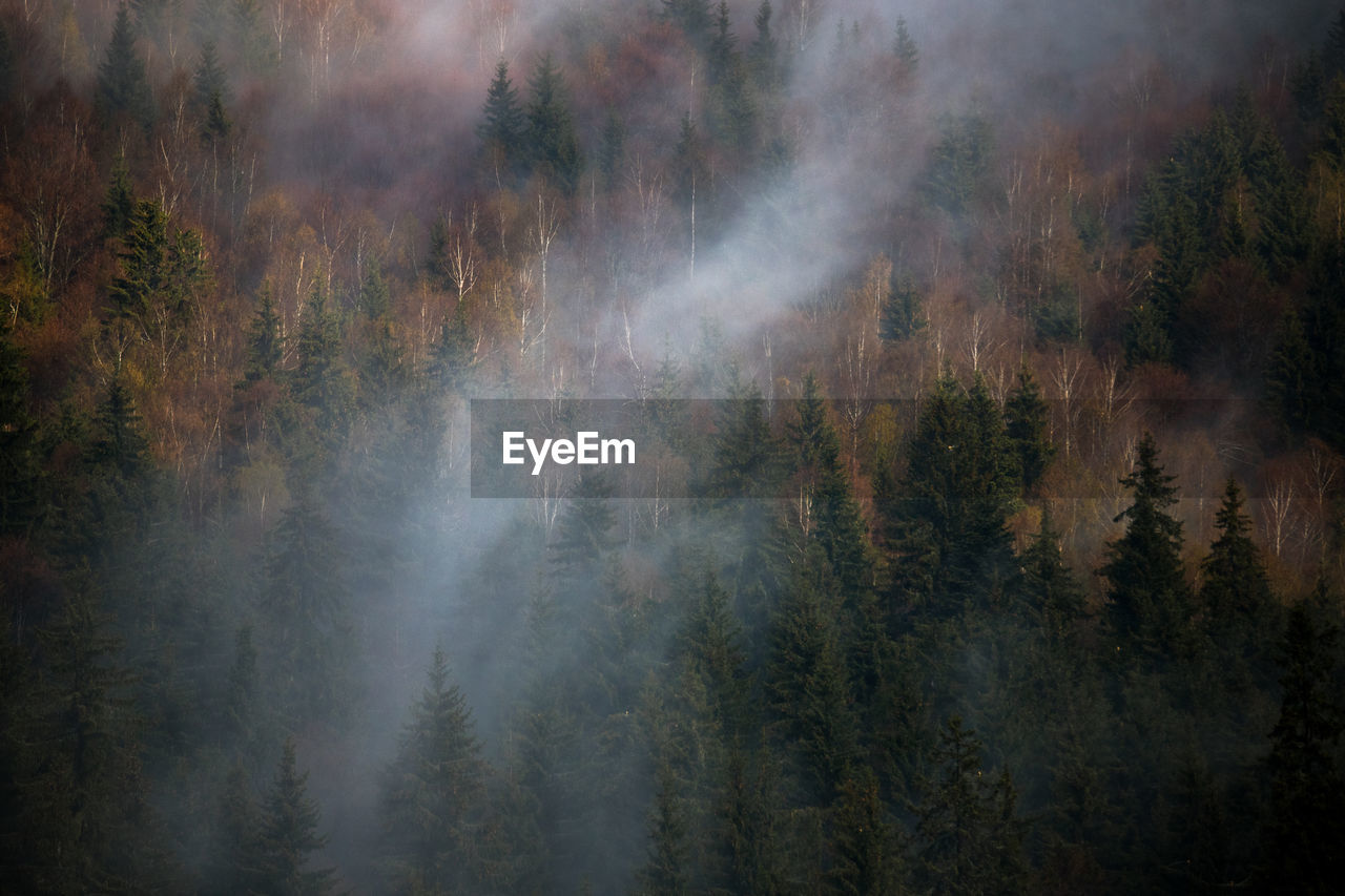 Panoramic view of trees in forest during autumn
