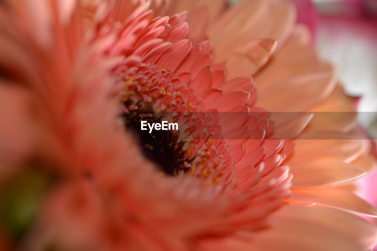 Extreme close-up of pink flower