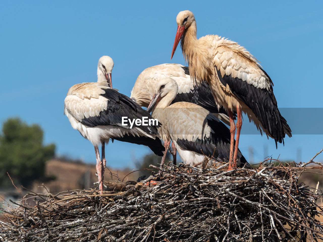 BIRDS IN NEST AGAINST CLEAR SKY