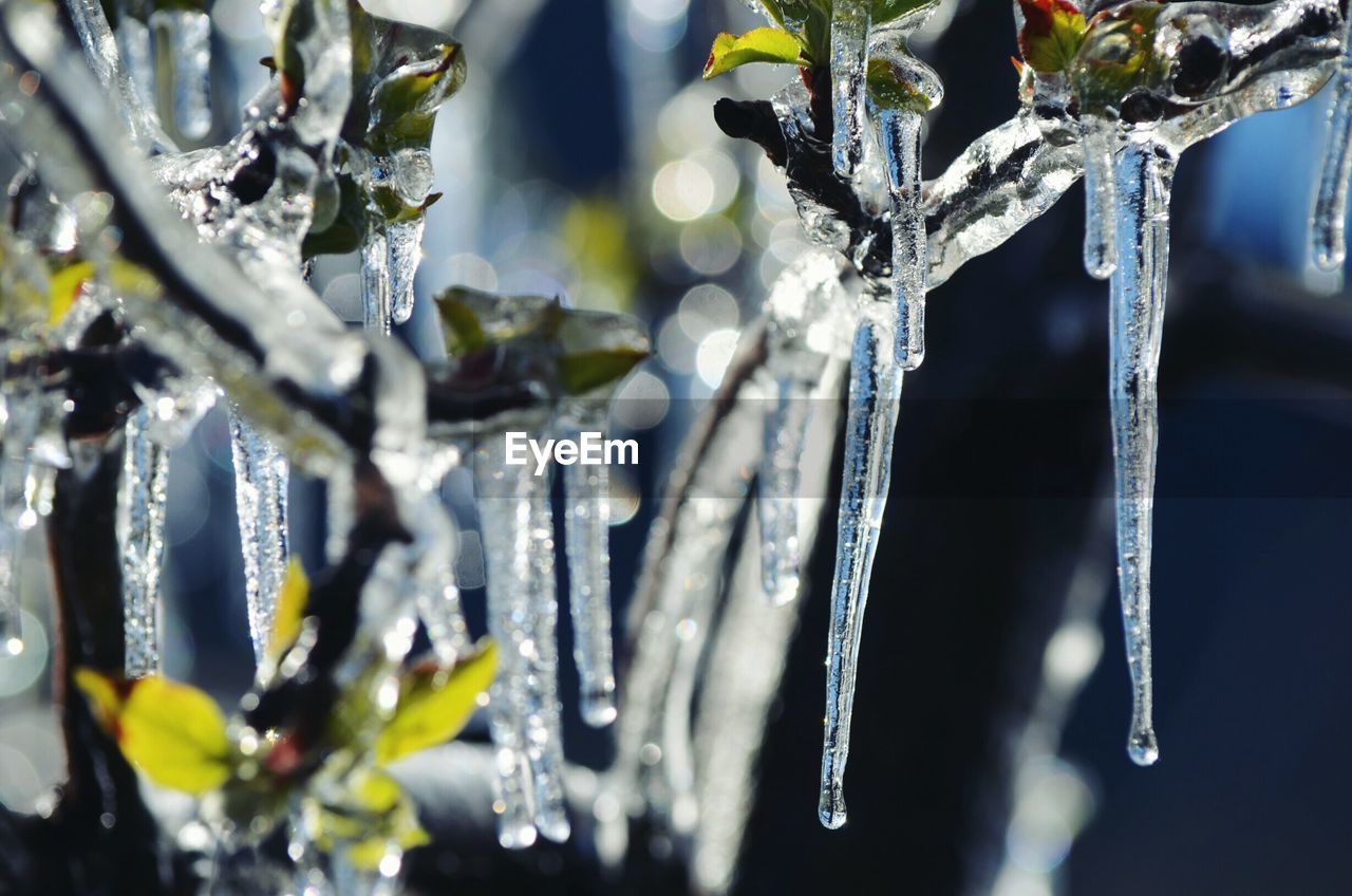 Close-up of ice crystals