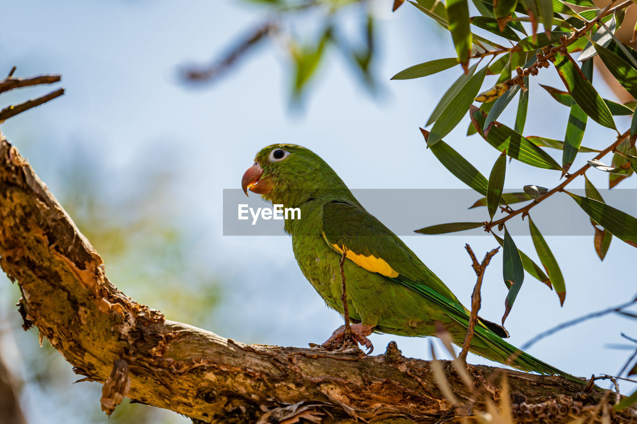 animal themes, animal, bird, animal wildlife, pet, tree, wildlife, parrot, branch, one animal, parakeet, plant, nature, perching, green, beak, no people, environment, outdoors, yellow, tropical climate, multi colored, beauty in nature, tropical bird, full length, social issues, leaf, feather