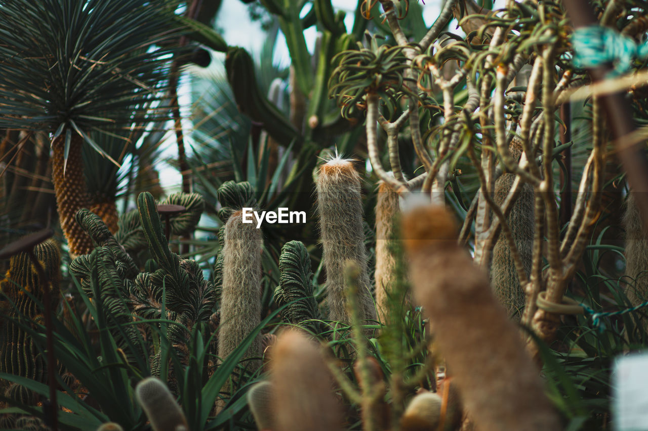 Close-up of cactus on field