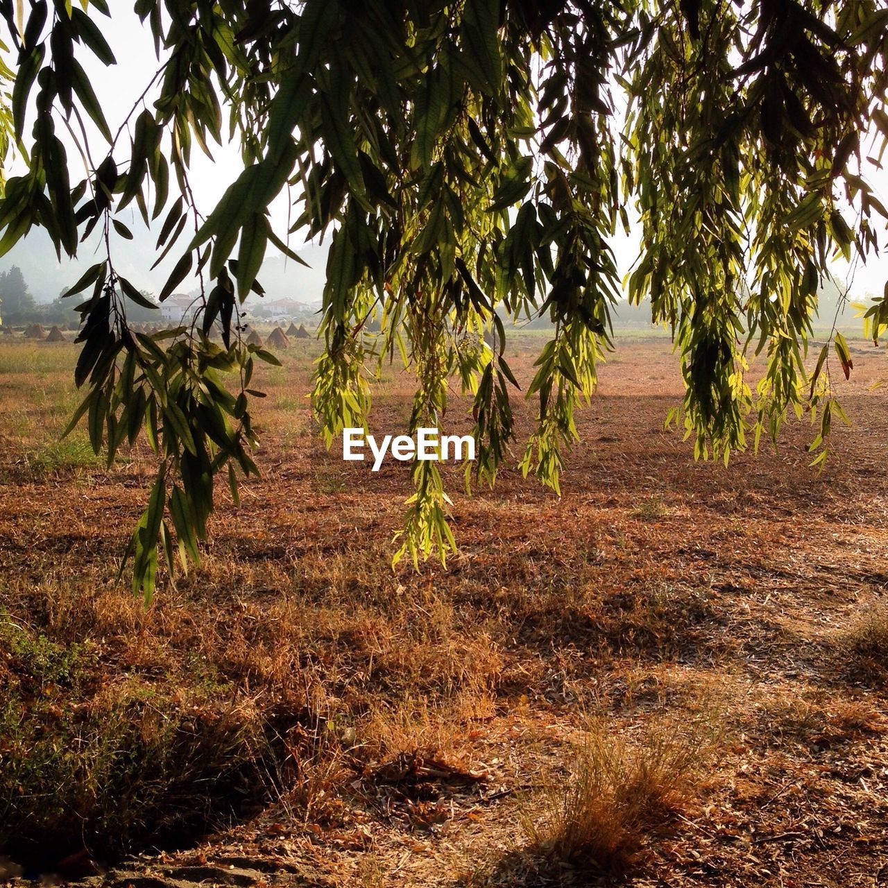 Trees on field against sky