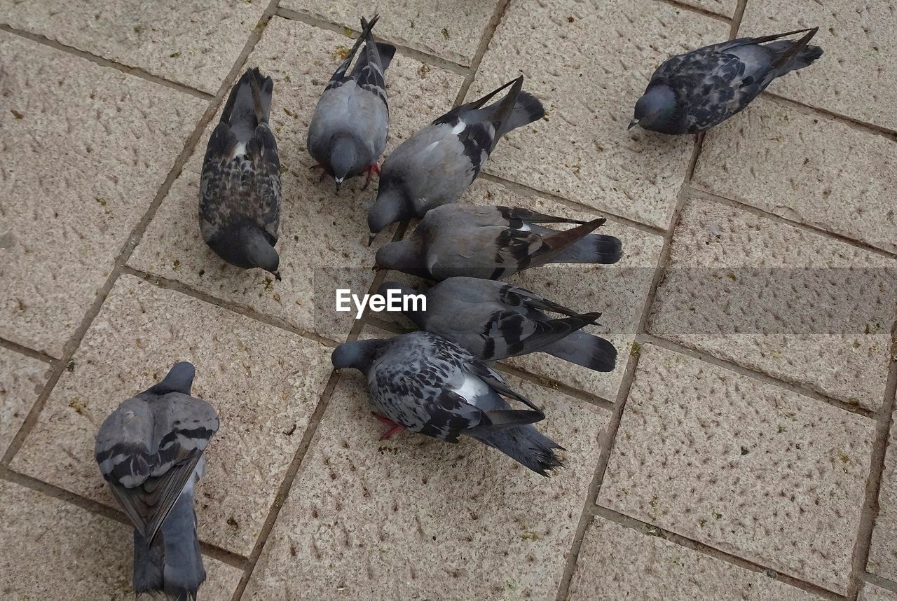 HIGH ANGLE VIEW OF PIGEONS ON GROUND