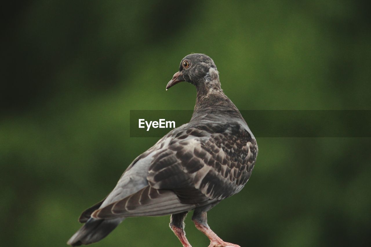 CLOSE-UP OF BIRD PERCHING ON STEM