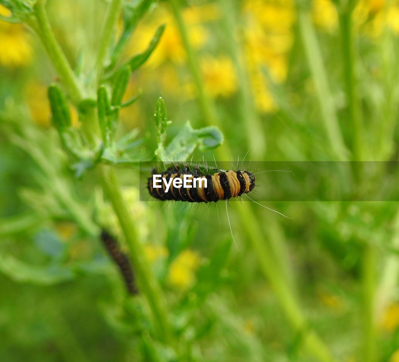 CLOSE-UP OF INSECT ON LEAF IN FIELD