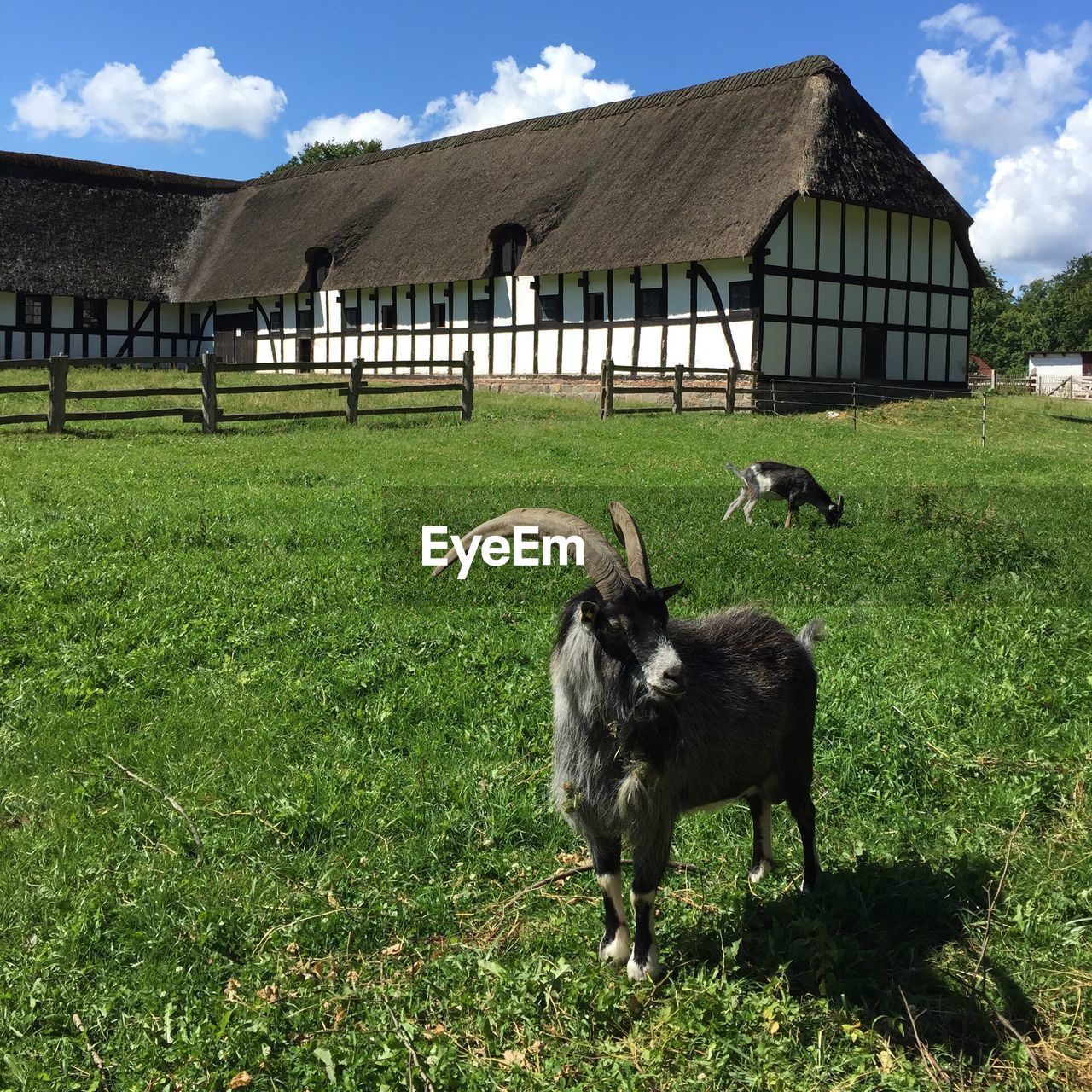 Horse grazing on field against sky