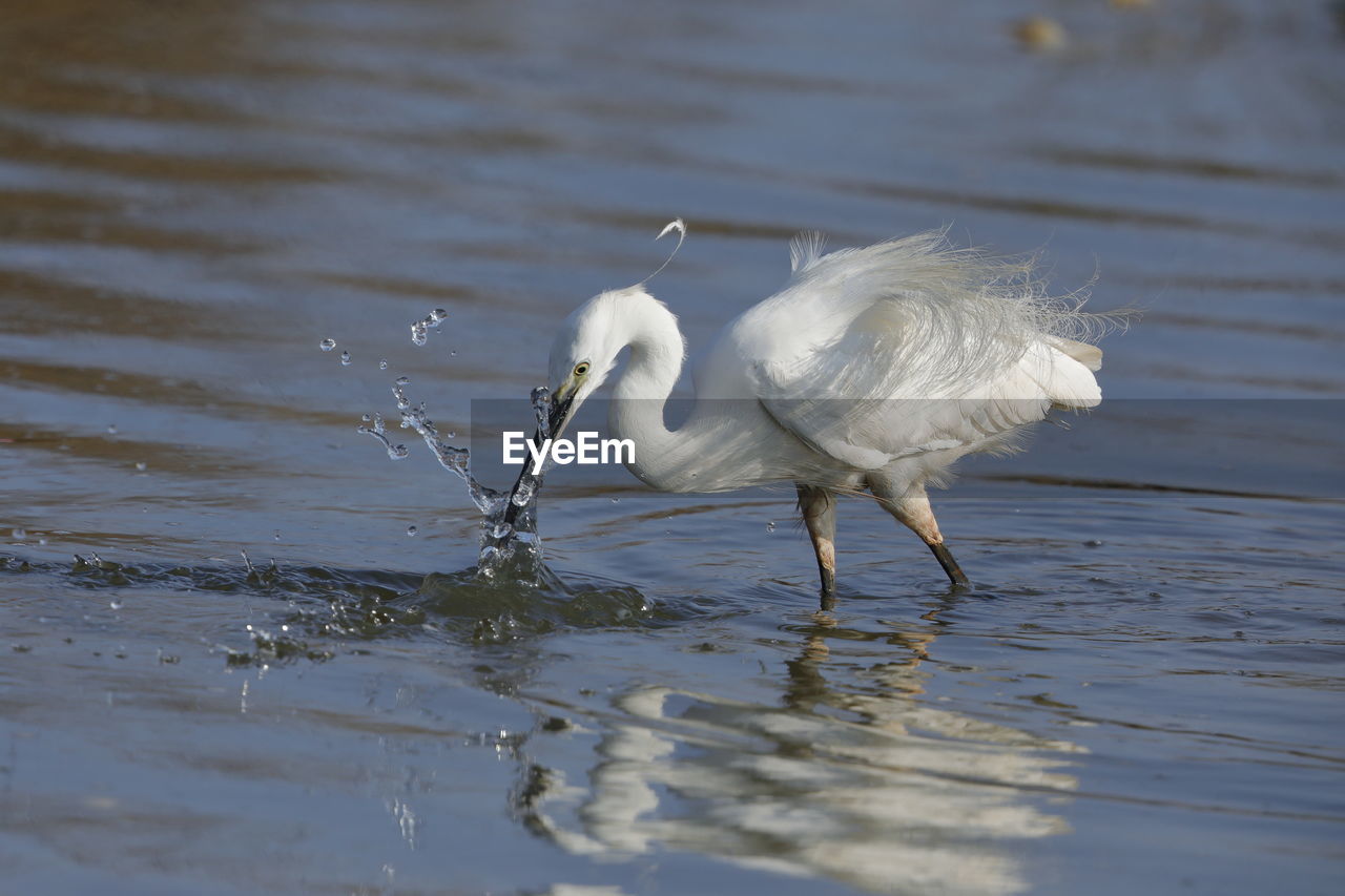 A little egret fishing