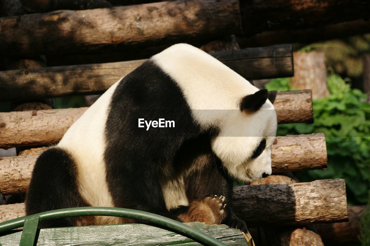 Low angle view of panda sitting on log stack