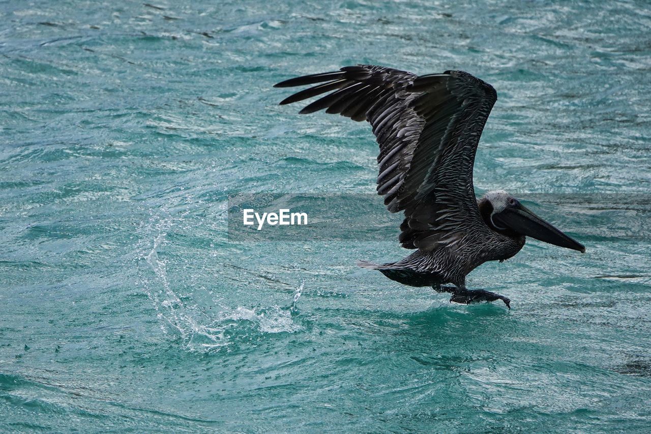 close-up of bird flying over sea