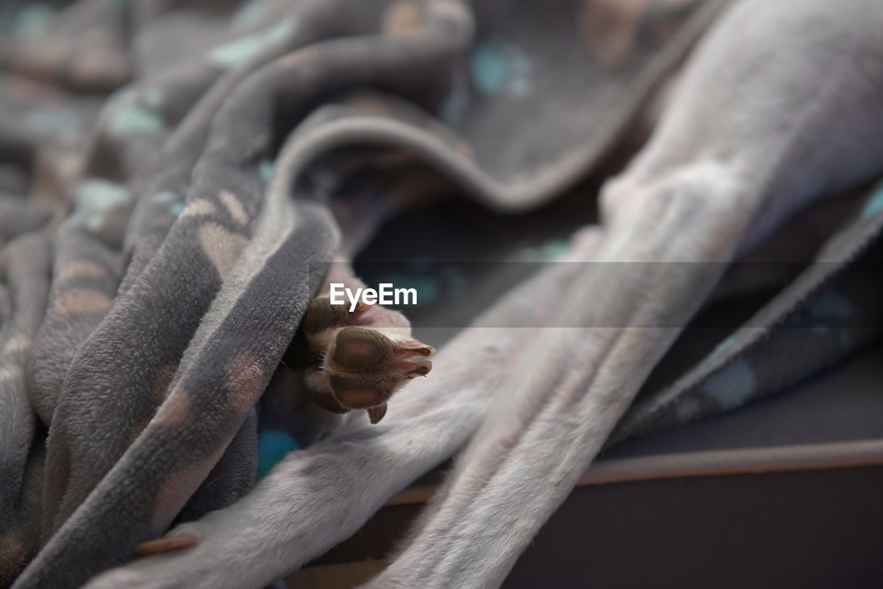 Close up of a pet greyhound's paw sticking out from under her paw patterned blanket.