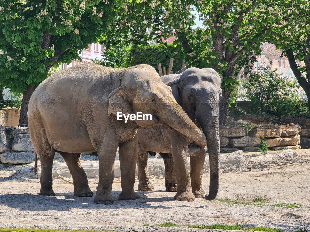 View of elephant in zoo