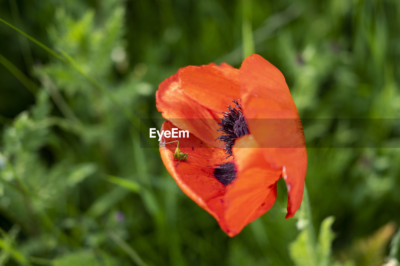 Close-up of orange poppy flower