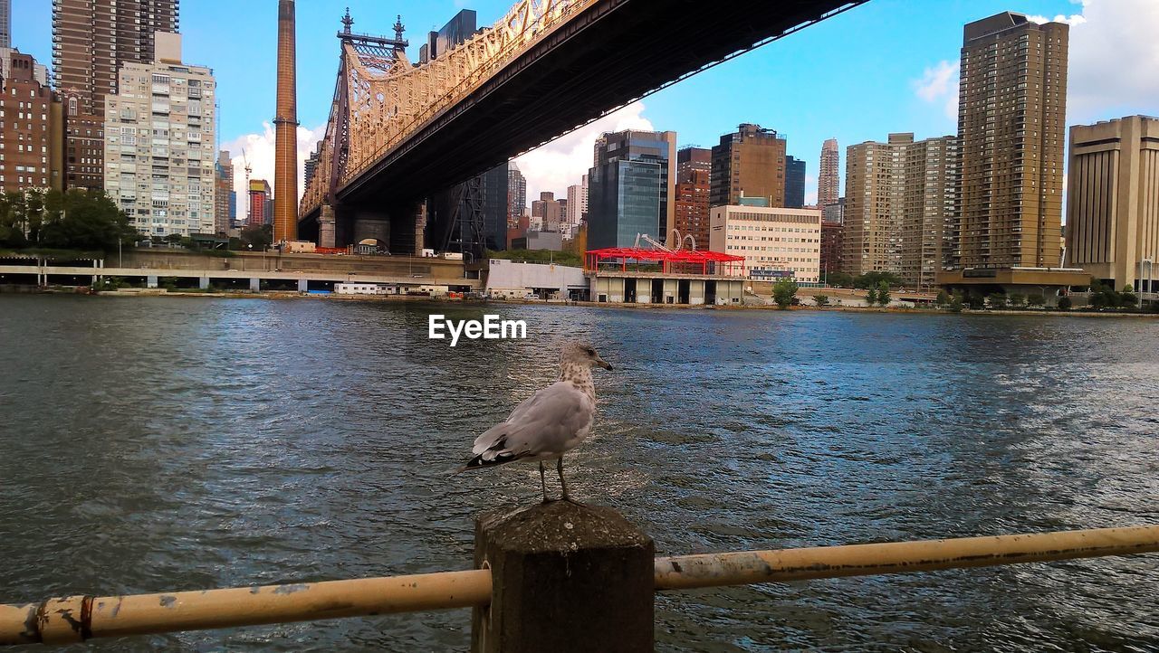 BIRD PERCHING ON RAILING BY RIVER IN CITY