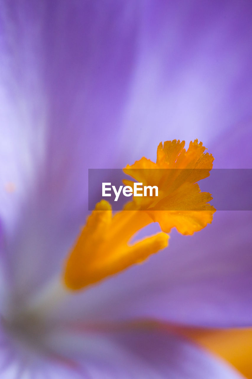 Close-up of purple crocus flower