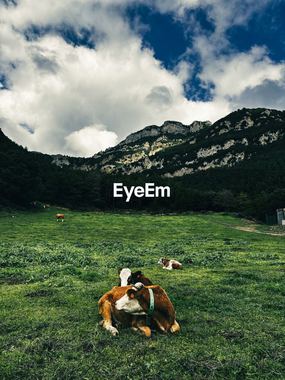nature, sky, grass, cloud, mountain, plant, environment, mammal, domestic animals, animal, animal themes, meadow, landscape, pet, land, mountain range, rural area, beauty in nature, scenics - nature, one animal, canine, green, field, dog, wilderness, plain, leisure activity, sunlight, tree, outdoors, livestock, relaxation, day, pasture, activity, adult, animal wildlife, rural scene