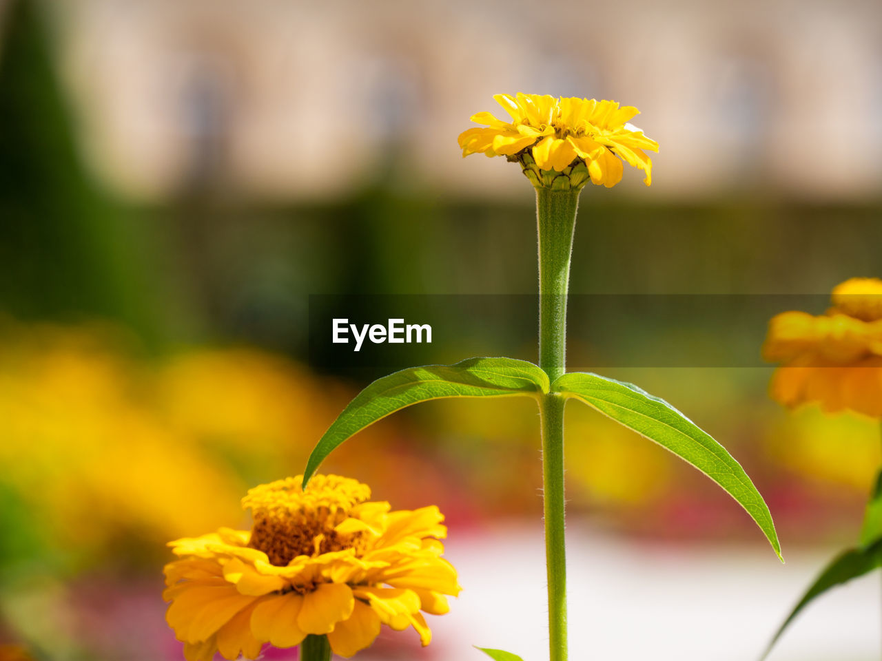 CLOSE-UP OF YELLOW FLOWERING PLANT AGAINST BLURRED BACKGROUND