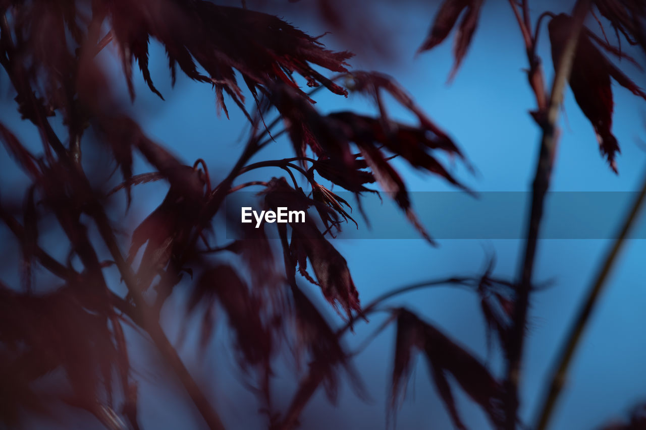 LOW ANGLE VIEW OF SILHOUETTE LEAVES ON TREE AGAINST SKY