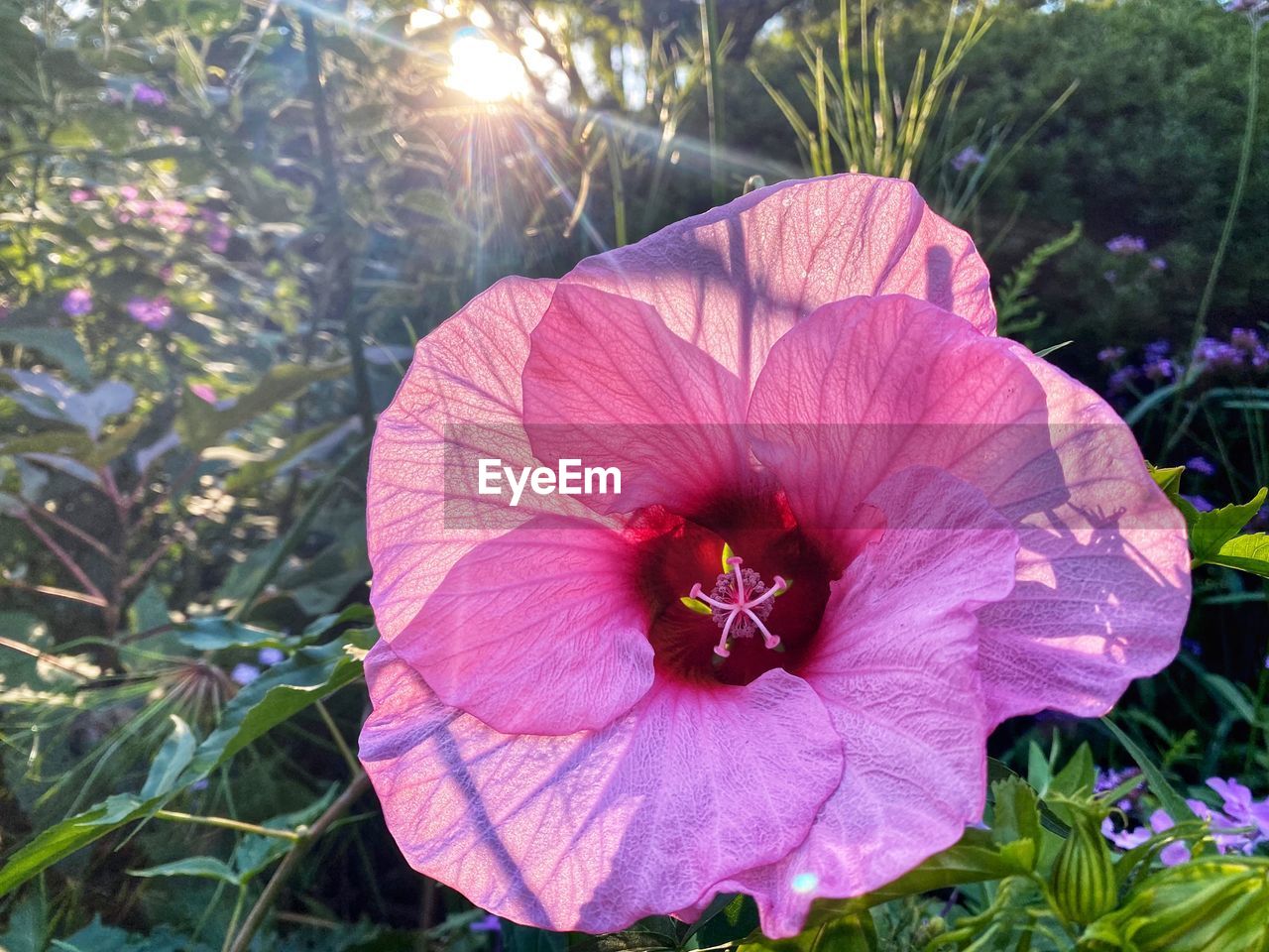 CLOSE-UP OF PINK HIBISCUS FLOWER PLANT