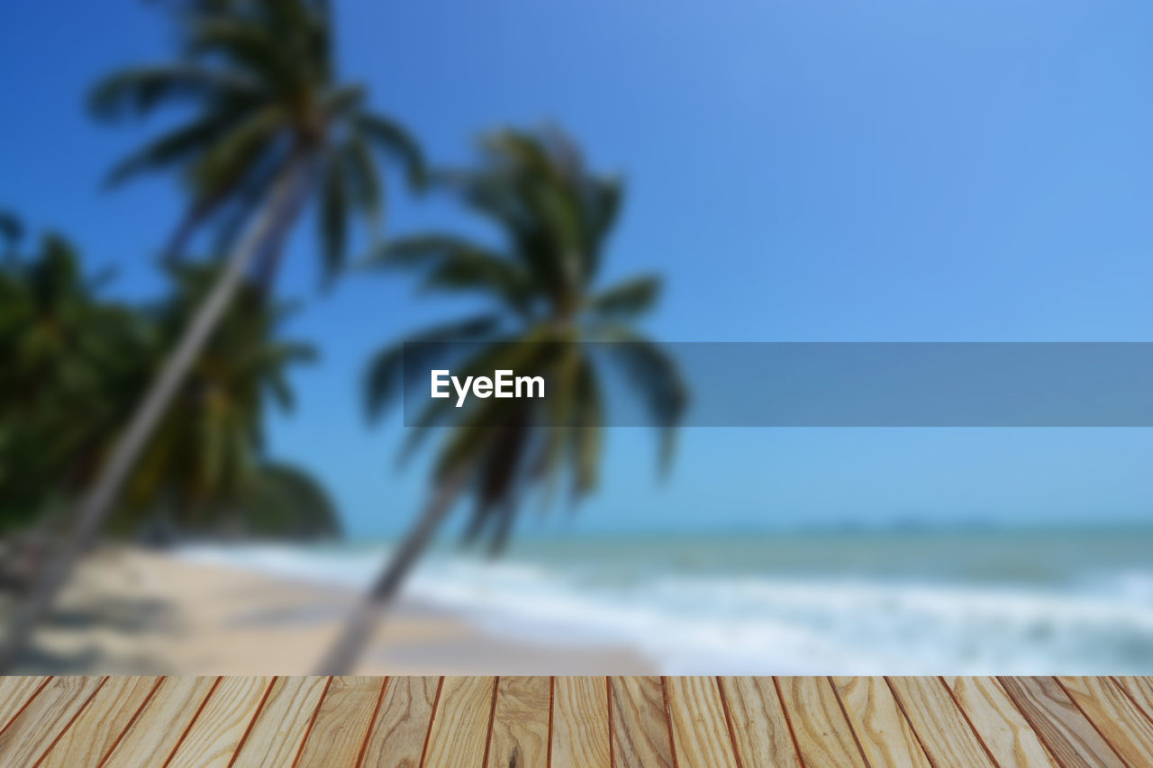 CLOSE-UP OF PALM TREE AGAINST SEA