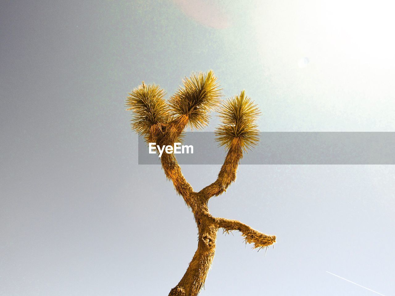 Low angle view of tree against sky