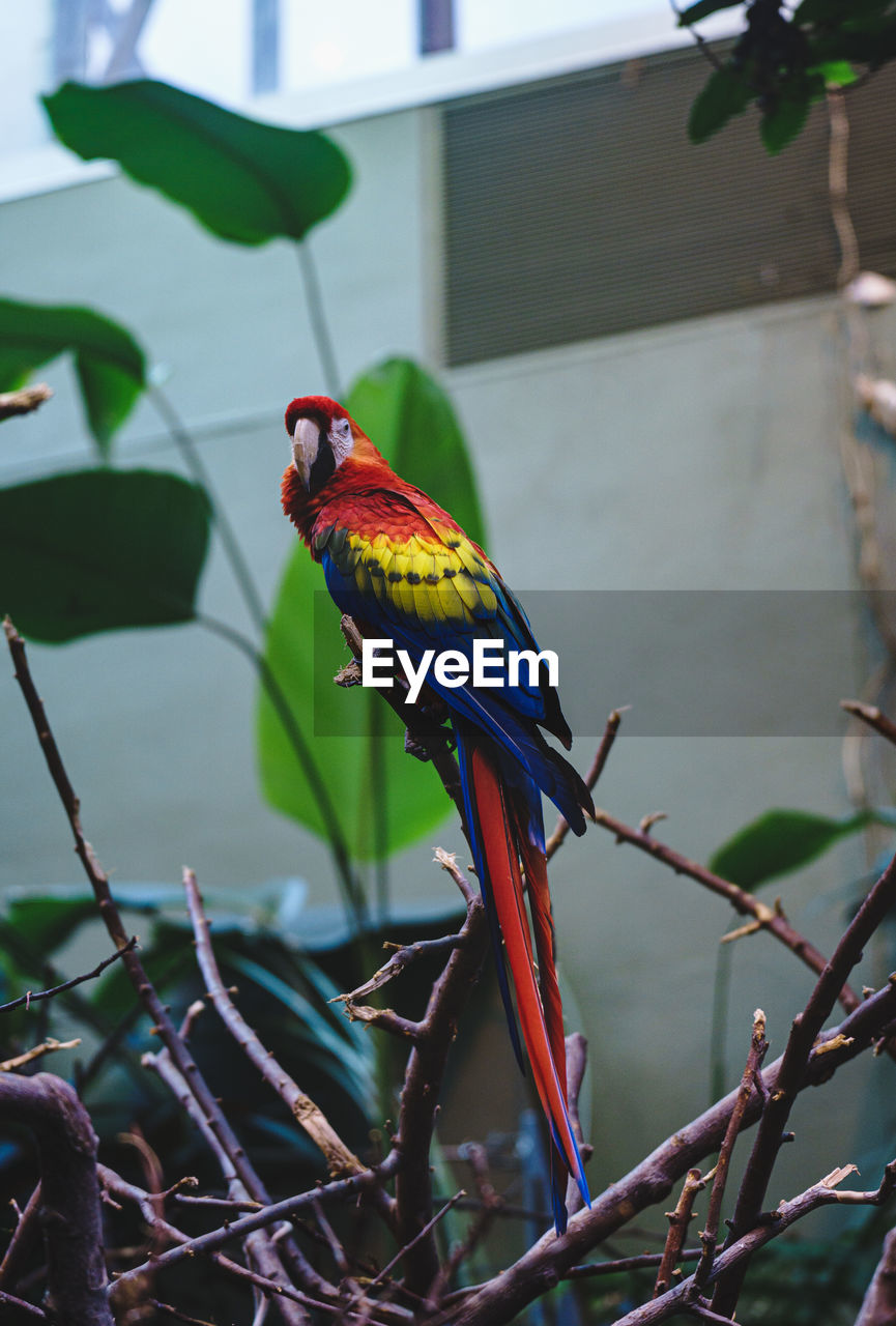 bird, animal themes, animal, animal wildlife, parrot, perching, pet, wildlife, branch, one animal, tree, nature, multi colored, plant, no people, green, beak, outdoors, tropical bird, focus on foreground, day, beauty in nature