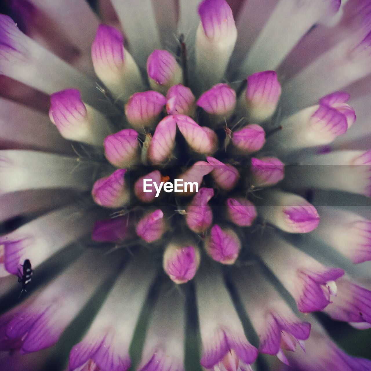 Close-up of pink flower