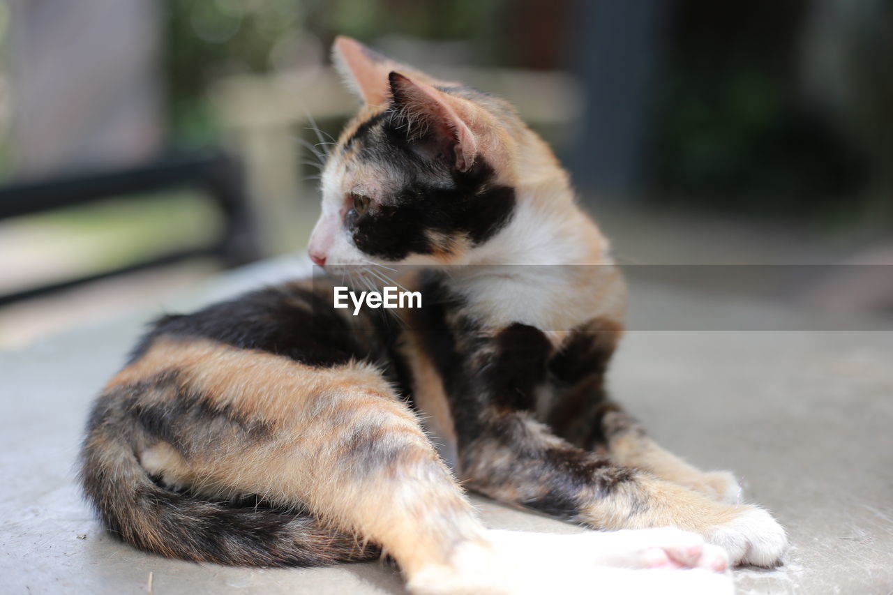 Close-up of cat sitting outdoors