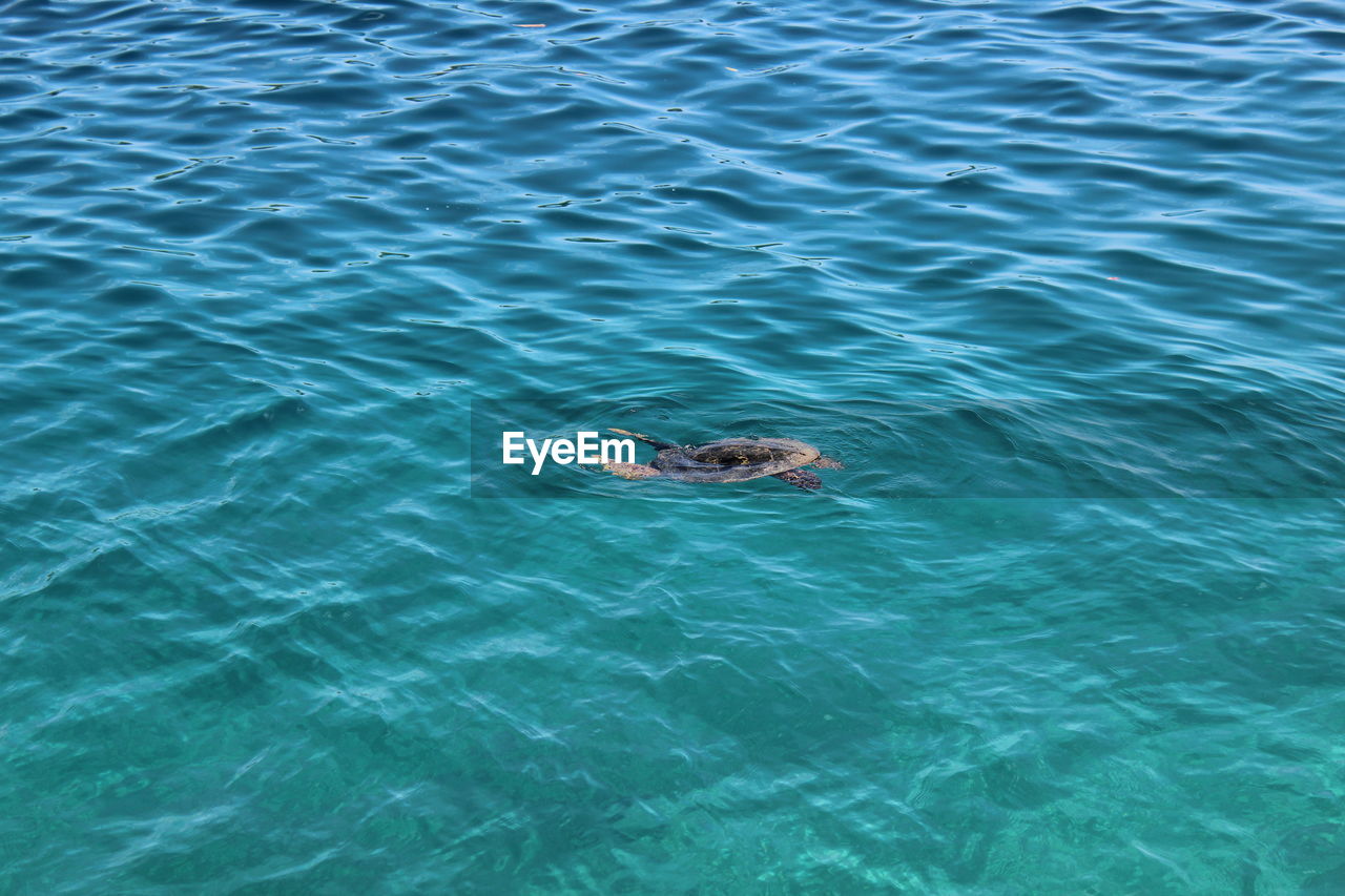 A baby of turtle lost at sea when the swimming, high angle view of turtle swimming in sea