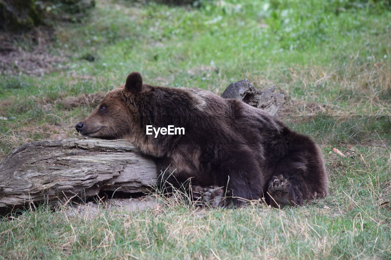 Bear lying on grass