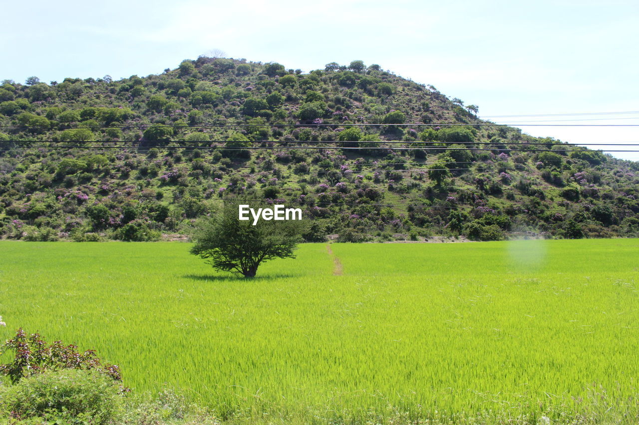 Scenic view of grassy field against sky