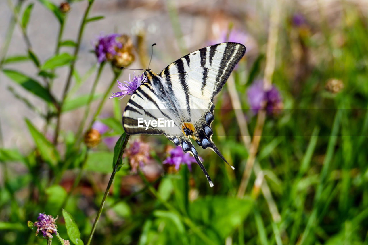 Close-up of butterfly pollinating on purple flower