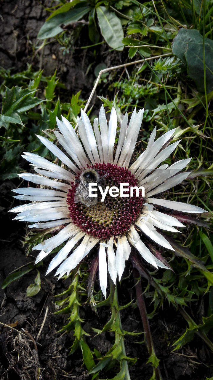 Close-up of a daisy flower