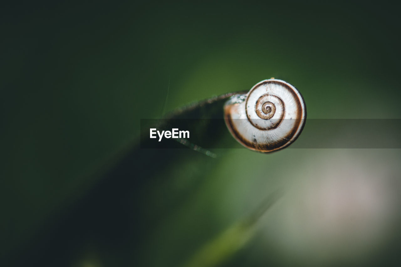 Close-up of snail on leaf