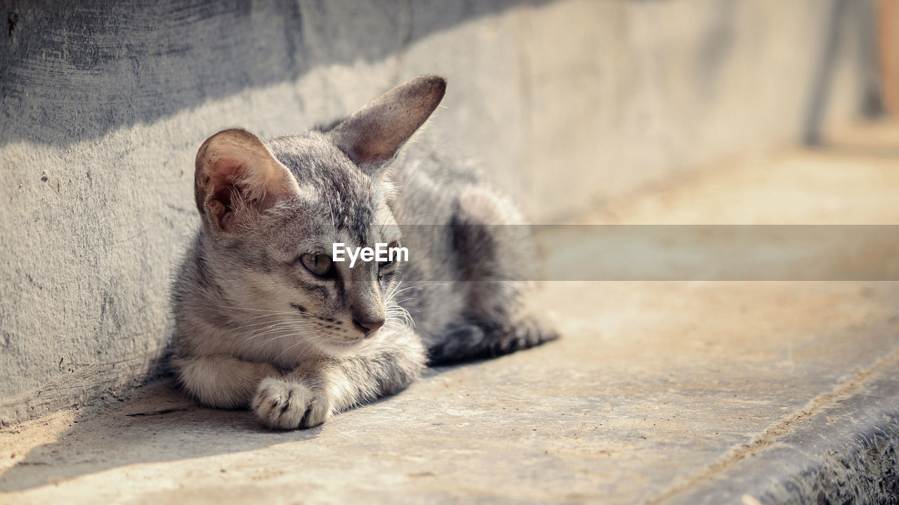 Portrait of a cat lying on floor