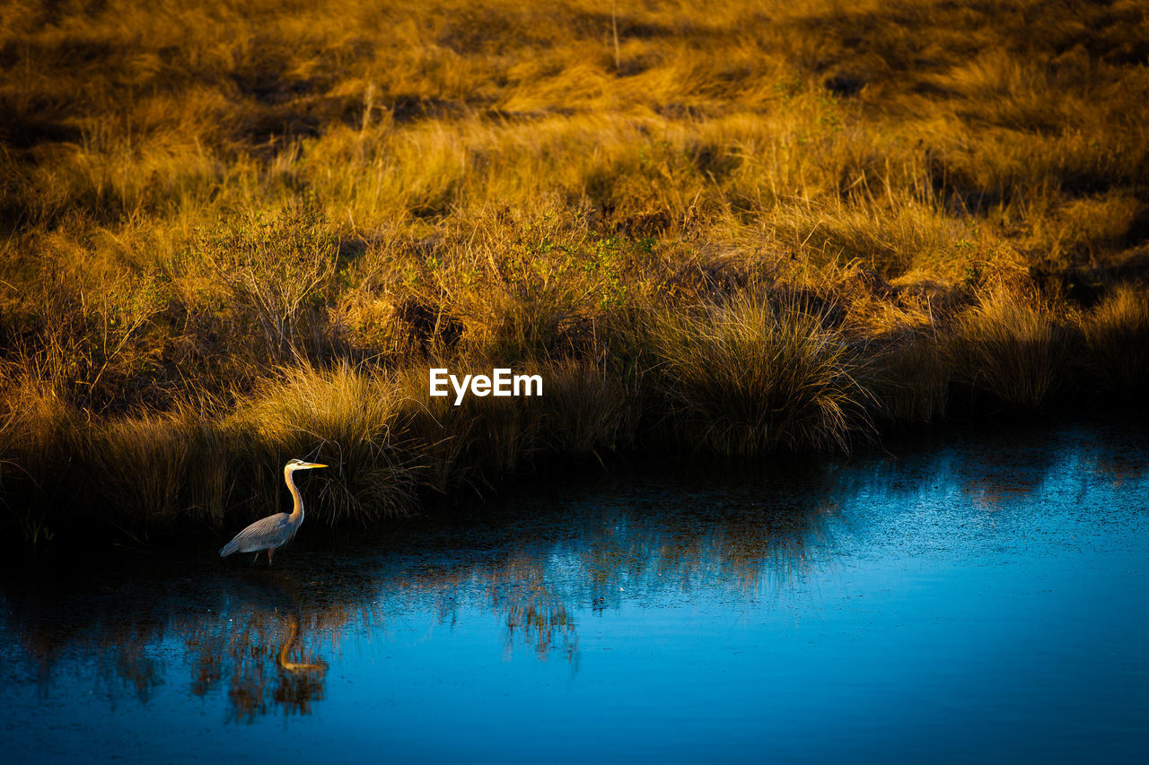 High angle view of gray heron by grass in lake