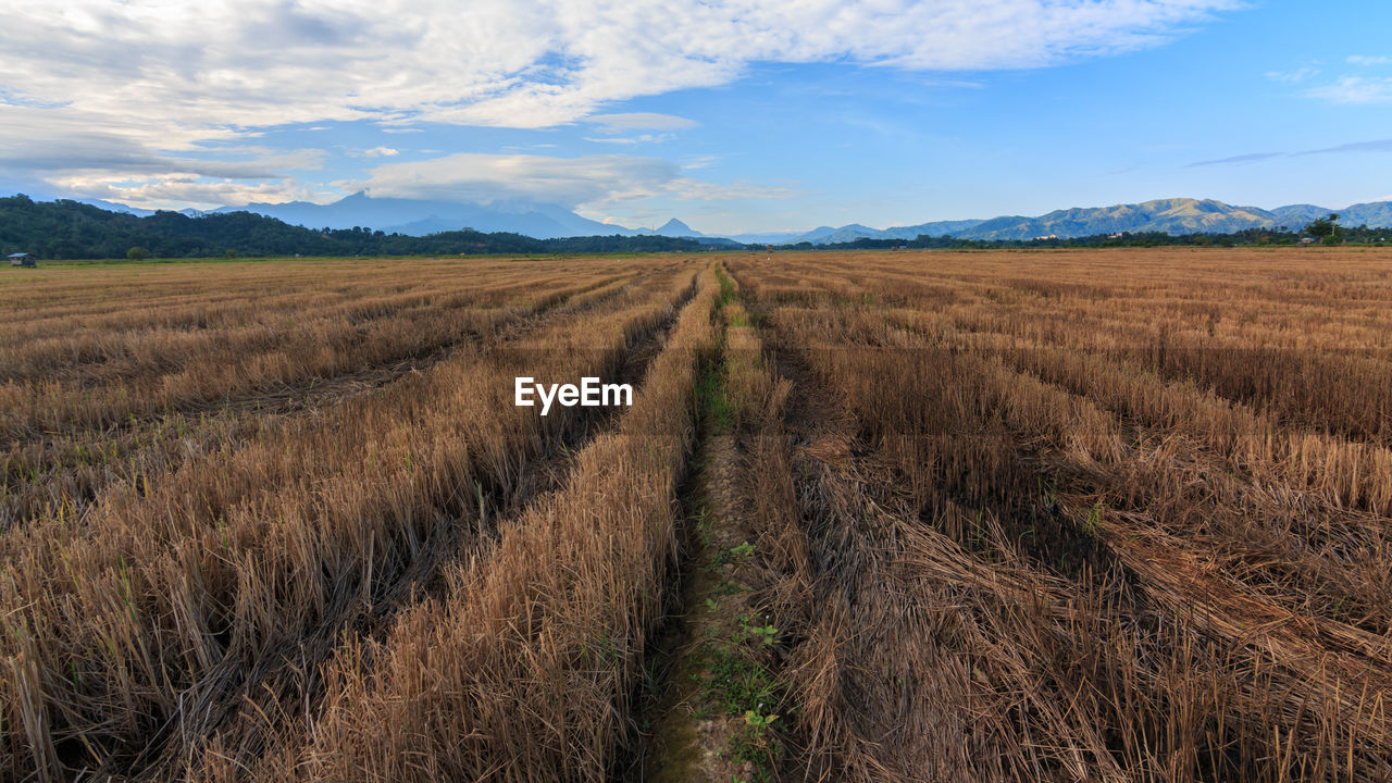 Scenic view of agricultural field against sky