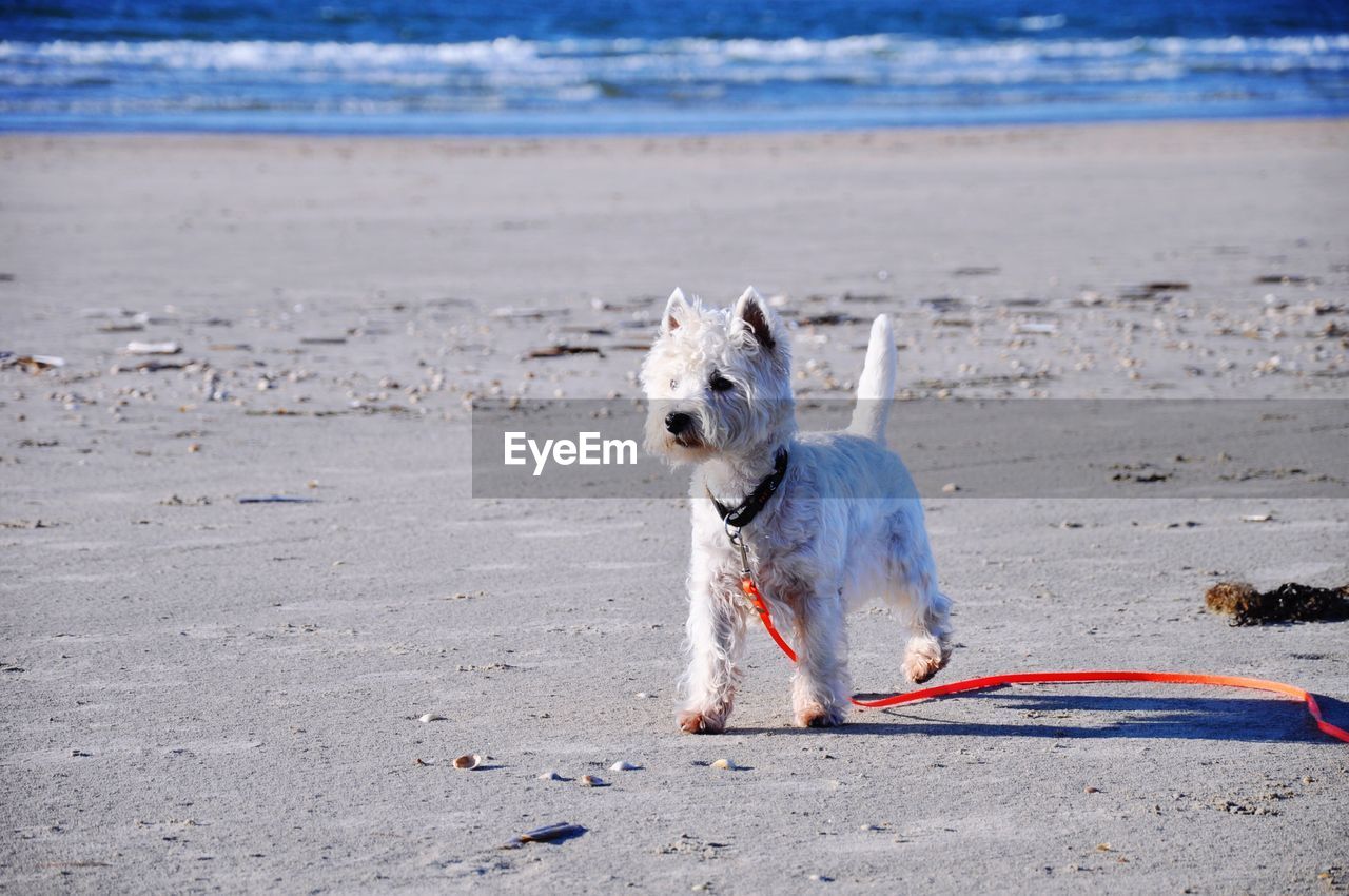 Dog on beach against sea