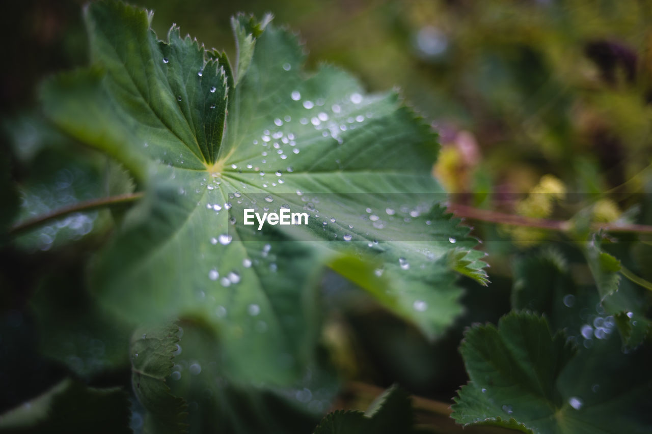 CLOSE-UP OF RAINDROPS ON LEAVES