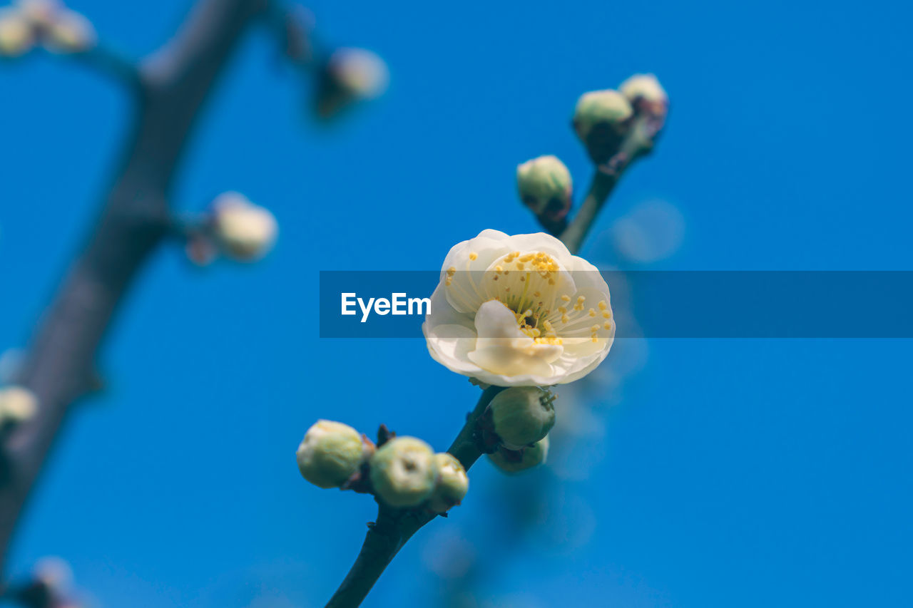 Close-up of white flowering plant